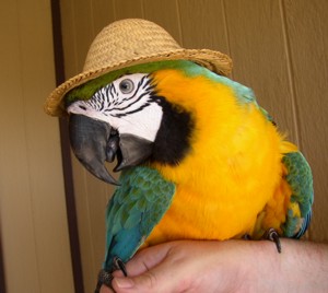 parrot_in_a_hat-sm.jpg